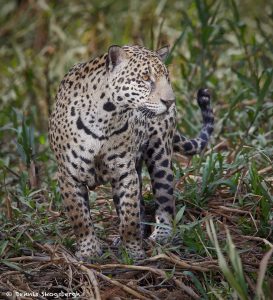 8129 Jaguar (Panthera onca), Pantanal, Brazil