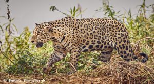 8130 Jaguar (Panthera onca), Pantanal, Brazil