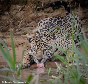 8132 Jaguar (Panthera onca), Pantanal, Brazil