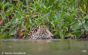 8133 Jaguar (Panthera onca), Pantanal, Brazil