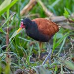 8136 Wattled Jacana (Jacana jacana), Pantanal, Brazil