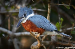 8143 Male Ringed Kingfisher (Megaceryle torquata), Pantanal, Brazil