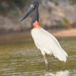 8145 Jabiru (Jabiru mycteria), Pantanal, Brazil