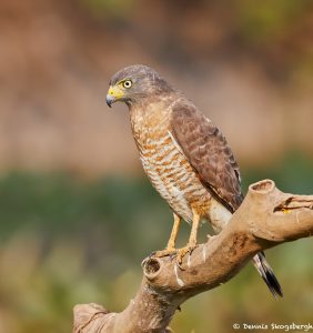 8147 Roadside Hawk (Buteo magnirostris), Pantanal, Brazil
