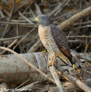8149 Roadside Hawk (Buteo magnirostris), Pantanal, Brazil