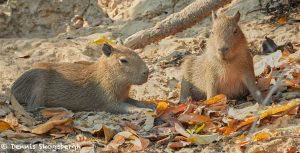 8150 Capybara (Hydrochoerus hydrochaeris), Pantanal, Brazil