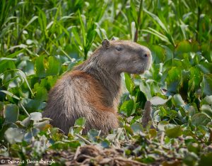 8155 Capybara (Hydrochoerus hydrochaeris), Pantanal, Brazil
