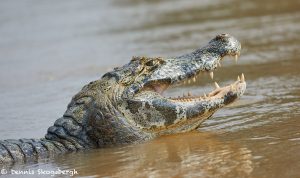 8157 Caiman, Pantanal, Brazil