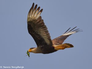 8159 Southern Crested Caracara (Caracara plancus), Pantanal, Brazil