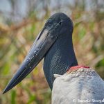 8162 Jabiru (Jabiru mycteria), Pantanal, Brazil