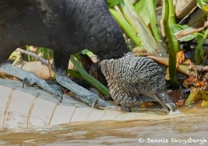 8163 Black Vulture (Coragyps atratus), Pantanal, Brazil