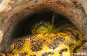 8167 Anaconda (Eunectes murinus), Pixiam River, Panatal, Brazil