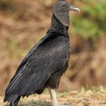 8266 Black Vulture (Coragyps atratus), Pantanal, Brazil