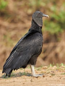 8266 Black Vulture (Coragyps atratus), Pantanal, Brazil