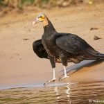8269 Lesser Yellow-headed Vulture (Cathartes burrovianus), Pantanal, Brazil