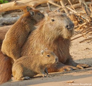 8271 Capybara (Hydrochoerus hydrochaeris), Pantanal, Brazil