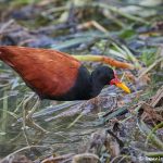 8273 Wattled Jacana (Jacana jacana), Pantanal, Brazil