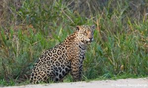 8275 Jaguar (Panthera onca), Pantanal, Brazil