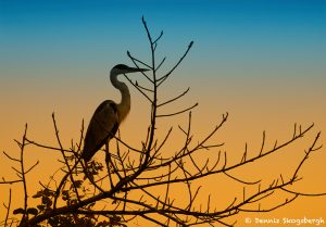 8142 Cocoi Heron (Ardea cocoi), Pantanal, Brazil