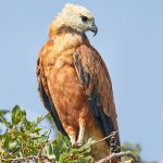 8279 Black-collard Hawk (Busarellus nignicollis), Pantanal, Brazil