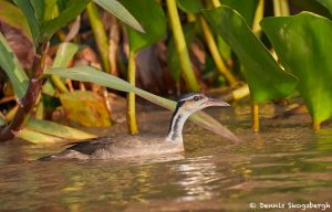 8281 Sungrebe (Heliornis fulica), Pixaim River, Pantanal, Brazil
