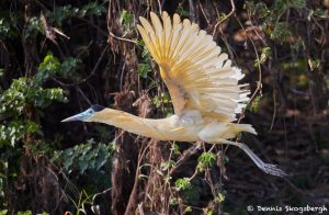 8281 Capped Heron (Pilherodius pileatus), Pantanal, Brazil