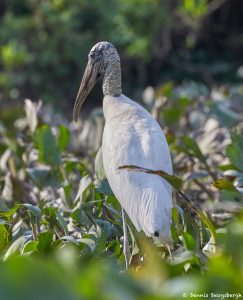 8283 Wood Stork (Mycteria americana), Pantanal, Brazil