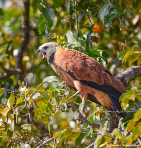 8286 Black-collard Hawk (Busarellus nignicollis), Pantanal, Brazil