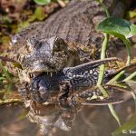 8288 Caiman, Pantanal, Brazil