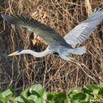 8289 Cocoi Heron (Ardea cocoi), Pantanal, Brazil