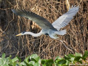 8289 Cocoi Heron (Ardea cocoi), Pantanal, Brazil