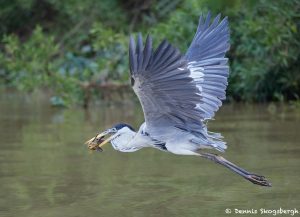 8295 Cocoi Heron (Ardea cocoi), Pantanal, Brazil