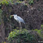 8298 Cocoi Heron (Ardea cocoi), Pantanal, Brazil
