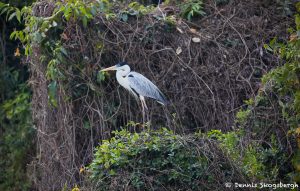 8298 Cocoi Heron (Ardea cocoi), Pantanal, Brazil