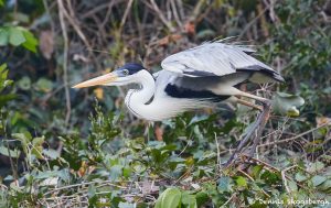 8300 Cocoi Heron (Ardea cocoi), Pantanal, Brazil