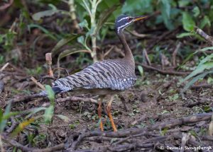 8303 Sunbittern (Eurypga helias), Pantanal, Brazil