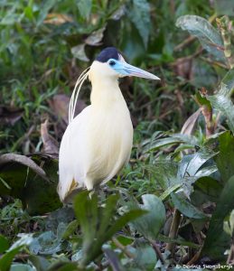 8305 Capped Heron (Pilherodius pileatus), Pantanal, Brazil