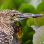 8308 Rufescent Tiger Heron (Tigrisoma lineatum), Pantanal, Brazil