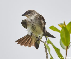 8309 Brown-chested Martin (Progne tapers), Pantanal, Brazil