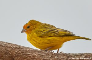 8310 Orange-fronted yellow finch (Sicalis columbiana), Pantanal, Brazil