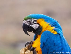 8313 Blue and Yellow Macaw (Ara ararauna), Pantanal, Brazil