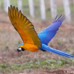 8314 Blue and Yellow Macaw (Ara ararauna), Pantanal, Brazil