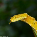 8848 Eyelash Viper (Bothriechis schlegelii) , Laguna del Largto, Costo Rica