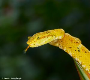 8848 Eyelash Viper (Bothriechis schlegelii) , Laguna del Largto, Costo Rica