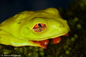 8863 Red-eyed Tree Frog (Agalychnis callidryas), Laguna del Lagarto, Costa Rica