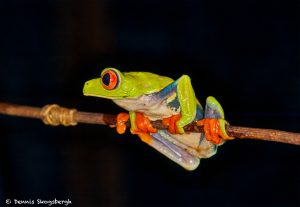 8849 Red-eyed Tree Frog (Agalychnis callidryas), Laguna del Lagarto, Costa Rica