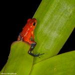 8850 Strawberry Poison Dart Frog (Oophaga pumilio), Laguna del Lagarto, Costa Rica