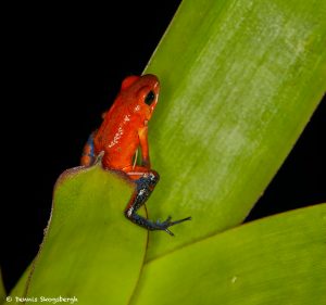 8850 Strawberry Poison Dart Frog (Oophaga pumilio), Laguna del Lagarto, Costa Rica