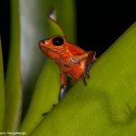 8851 Strawberry Poison Dart Frog (Oophaga pumilio), Laguna del Lagarto, Costa Rica