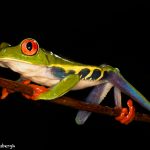 8864 Red-eyed Tree Frog (Agalychnis callidryas), Laguna del Lagarto, Costa Rica